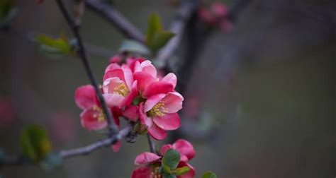 海棠花 象徵|海棠花的花语及象征意义（探寻海棠花在文化中的独特地位）